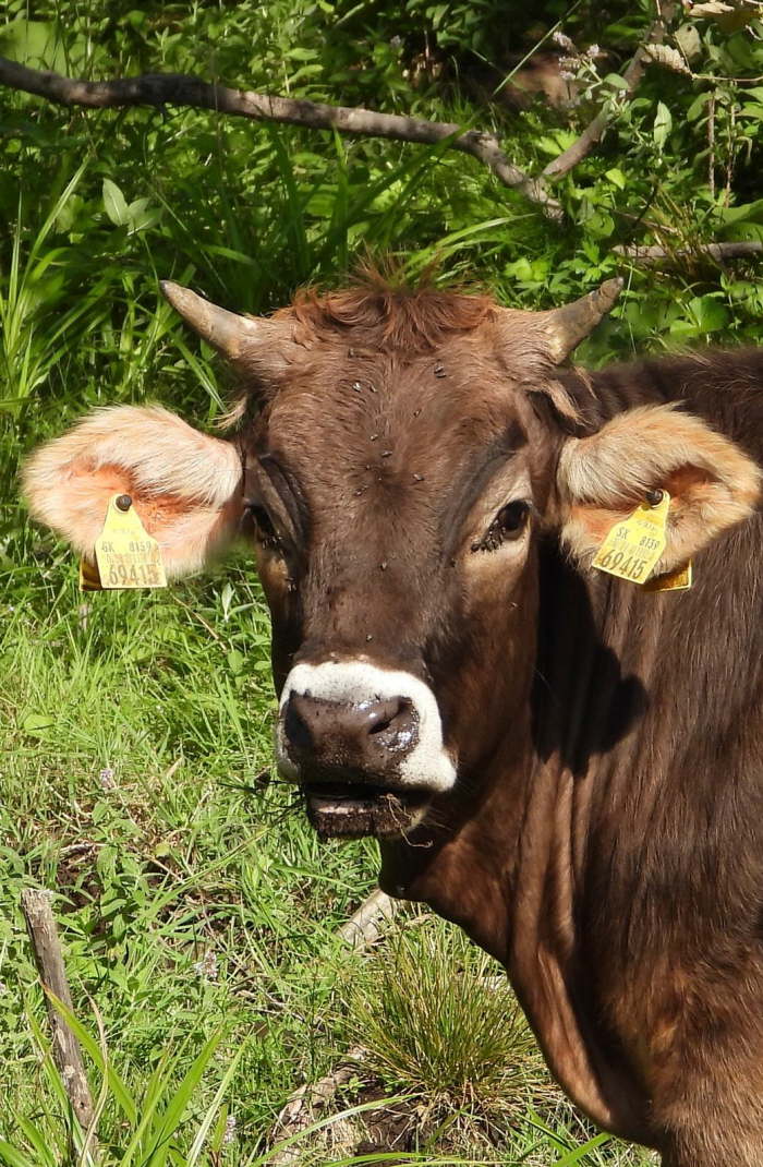 4b61fc82-62d5-442e-b491-855d5d84dcc7